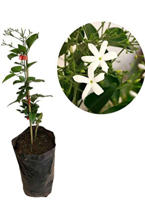 Mis Kokulu Ful Yasemin Çiçeği 1 Adet Saksılı 30-60cm Bahçe Çiçeği