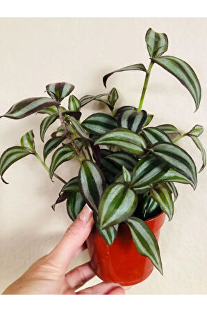 Tradescantia Zebrina Telgraf Çiçeği 1 ADET Saksılı Salon Çiçeği 20-40cm