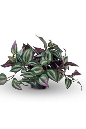 Tradescantia Zebrina Telgraf Çiçeği 1 ADET Saksılı Salon Çiçeği 20-40cm
