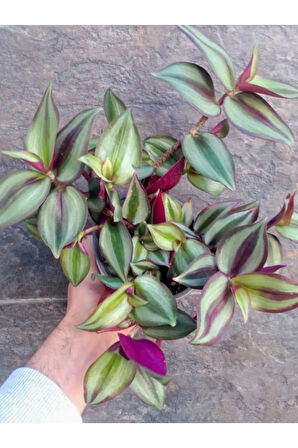 Tradescantia Zebrina Telgraf Çiçeği 1 ADET Saksılı Salon Çiçeği 20-40cm