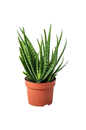 Videolu Aloe Vera Biktisi 3 Adet Saksılı/ Tüplü 15-30cm Iç Mekan Salon Bitkisi