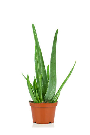 Videolu Aloe Vera Biktisi 3 Adet Saksılı/ Tüplü 15-30cm Iç Mekan Salon Bitkisi