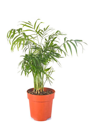 Videolu Salon Palmiyesi Areka 1 Adet Saksılı 30- 60 Cm Iç Mekan Süs Bitkileri (CHAMAEDOREA ELEGANS)