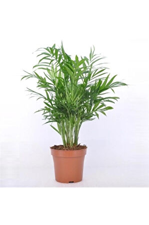 Videolu Salon Palmiyesi Areka 1 Adet Saksılı 30- 60 Cm Iç Mekan Süs Bitkileri (CHAMAEDOREA ELEGANS)