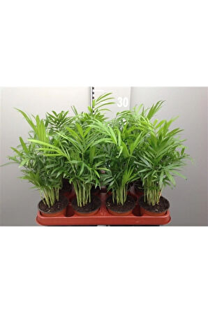 Videolu Salon Palmiyesi Areka 1 Adet Saksılı 30- 60 Cm Iç Mekan Süs Bitkileri (CHAMAEDOREA ELEGANS)