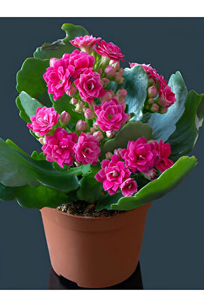 Videolu Kalanchoe Çiçeği 2 Adet Pembe Renk Kalanşo Saksılı/ Tüplü 10-20cm Salon Bitkisi