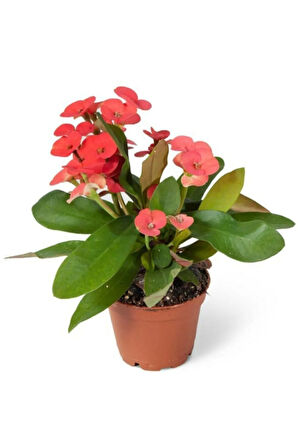 Euphorbia Milii Dikenler Tacı Çiçekli Kaktüs 20 Cm