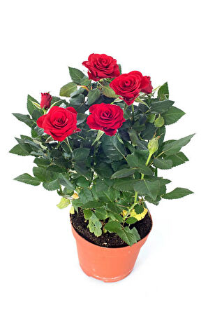Videolu Yediveren Kırmızı Gül Fidanı 1 Adet Saksılı/ Tüplü 10-15cm Bahçe Bitkisi (RED ROSE)