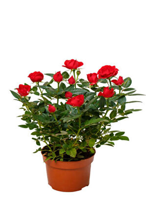 Videolu Yediveren Kırmızı Minyatür Gül Fidanı 1 Adet Saksılı/ Tüplü Iç-dış Mekan Bitkisi (RED ROSE)