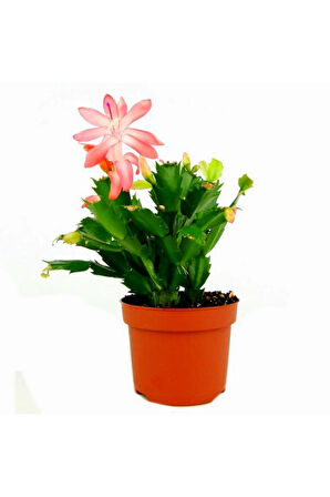 Videolu Açık Pembe Yılbaşı Çiçeği Kaktüsü 1 Adet Saksılı 10-20cm Ev Salon Bitkisi (PİNK PASKALYA)