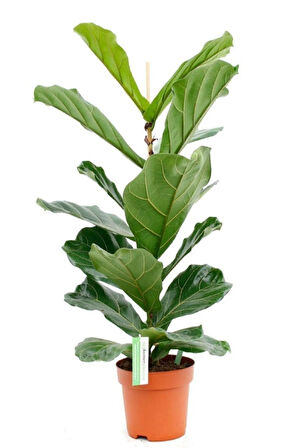 Ficus Lyrata Keman Yapraklı Kauçuk Bitkisi 50 - 60 Cm