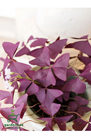 Uyku Çiçeği Süs Yoncası Oxalis triangularis 1 ADET 20-30Cm