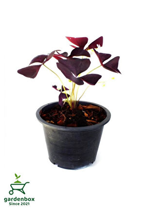 Uyku Çiçeği Süs Yoncası Oxalis triangularis 1 ADET 20-30Cm