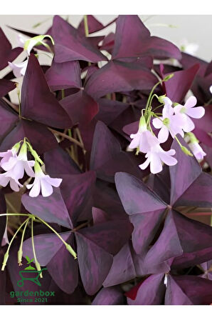 Uyku Çiçeği Süs Yoncası Oxalis triangularis 1 ADET 20-30Cm