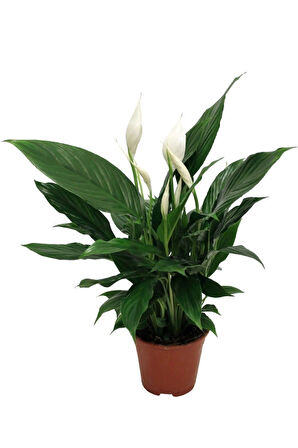Videolu 1 Adet Beyaz Barış Çiçeği 50-70 Cm Saksılı Iç Mekan Bitkileri Spathiphyllum