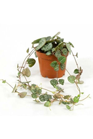 Ceropegia Woodii Kalp Kalbe 9 Cm Saksı
