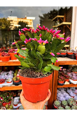 Videolu Pembe Yılbaşı Çiçeği 1 Adet Saksılı 15-25cm Iç Mekan Ev Salon Bitkisi(SCHLUMBERGERA PİNK)