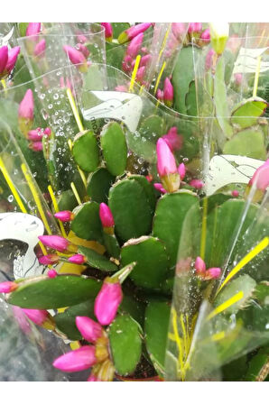 Videolu Pembe Yılbaşı Çiçeği 1 Adet Saksılı 15-25cm Iç Mekan Ev Salon Bitkisi(SCHLUMBERGERA PİNK)