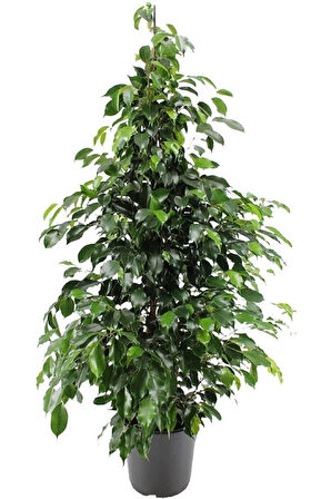 Videolu Benjamin Ficus Bitkisi 1 Adet Saksılı/ Tüplü 80-110cm Iç Mekan Salon Ofis Bitkisi