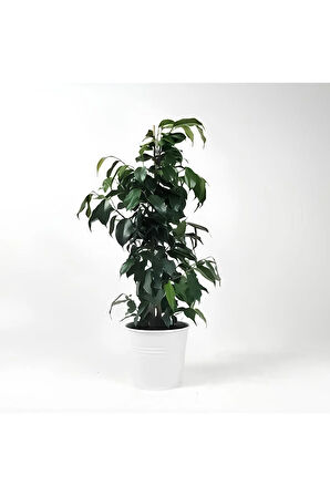 Videolu Benjamin Ficus Bitkisi 1 Adet Saksılı/ Tüplü 80-110cm Iç Mekan Salon Ofis Bitkisi