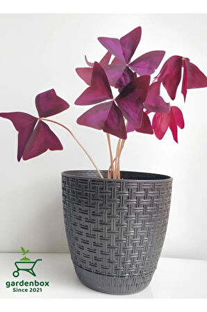 Mor Süs Yoncası Çiçeği 20-30Cm 1 ADET Canlı Çiçel Oxalis triangularis