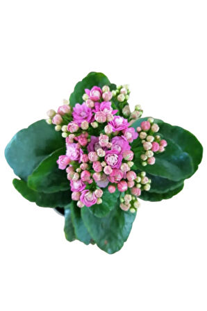 Kalanchoe - Kalanşo Çiçeği (MOR ÇİÇEKLİ) Iç Mekan Bitkisi Saksılı