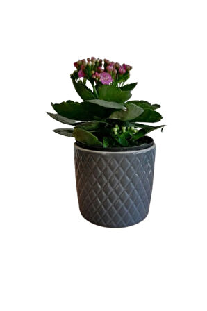 Kalanchoe - Kalanşo Çiçeği (MOR ÇİÇEKLİ) Iç Mekan Bitkisi Saksılı