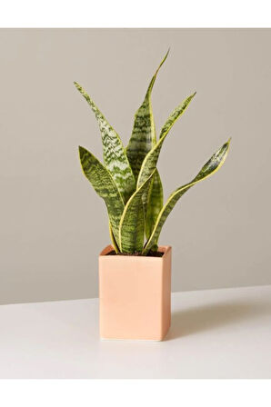 Sansevieria Laurentii Superba Bodur Paşa Kılıcı ( Kılıç Çiçeği)
