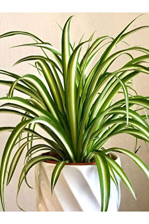 Kurdele Çiçeği Büyük Bol Köklü Iç Mekan Bitkisi (chlorophytum Comosum) 30-50cm