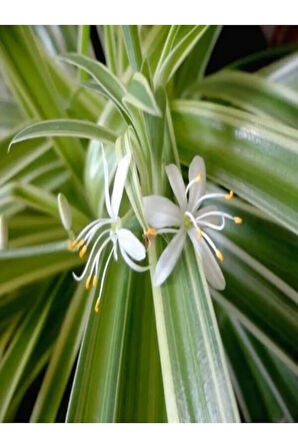 Kurdele Çiçeği Büyük Bol Köklü Iç Mekan Bitkisi (chlorophytum Comosum) 30-50cm
