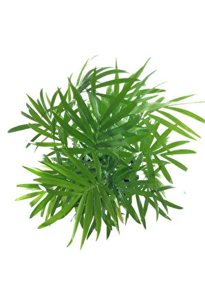 Chamaedorea Elegans - Dağ Palmiyesi - Ev Ve Ofis Bitkisi (40-50CM)