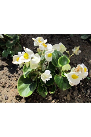 Beyaz Begonya Çiçeği 30 Cm Saksılı