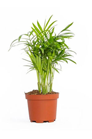 Chamaedorea Elegans Dağ Palmiyesi 20cm 8.5 Saksıda Iç Mekan Bitkisi