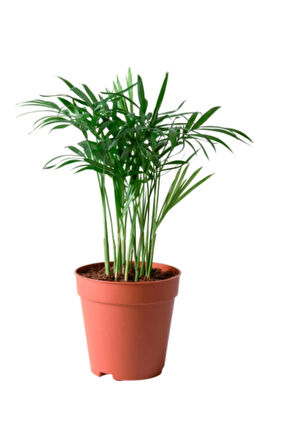 Chamaedorea Elegans Dağ Palmiyesi 20cm 8.5 Saksıda Iç Mekan Bitkisi