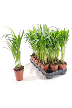 Chamaedorea Elegans Dağ Palmiyesi 20cm 8.5 Saksıda Iç Mekan Bitkisi