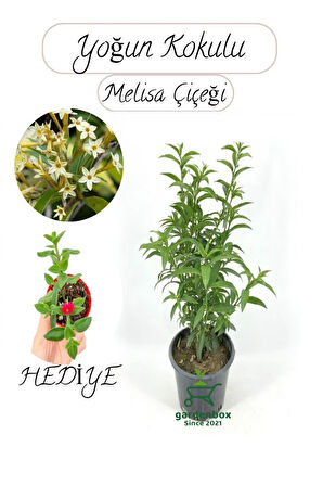 Mis Kokulu Melisa Çiçeği Fidanı 1 Adet 30-50Cm Saksılı+Buz Çiçeği