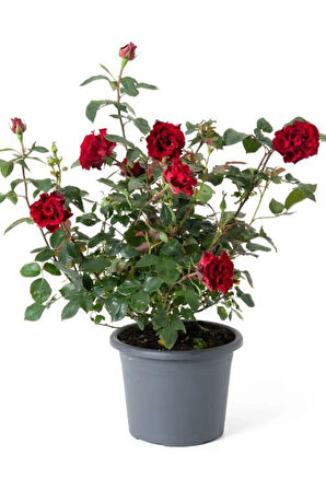 Kokulu Kırmızı Renk Yediveren Gül Fidanı 1 ADET Saksılı 30-50Cm
