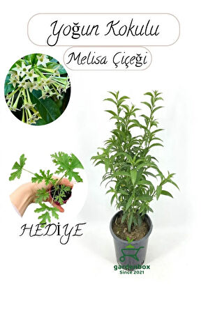 Mis Kokulu Melisa Çiçeği Fidanı 1 Adet 30-50Cm Saksılı+Itır Çiçeği