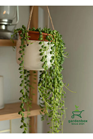 İnci Tanesi Tespih Çiçeği Makrome Saksılı 20-30Cm (Senecio rowleyanus)
