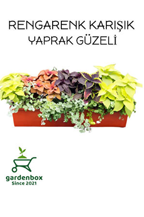 Yaprak Güzeli kolyos Çiçeği 3 ADET Saksılı Balkon Çiçeği