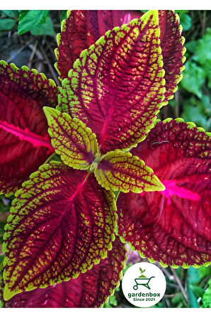 Yaprak Güzeli Çiçeği 1 ADET 10-20Cm (Coleus)