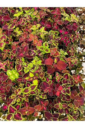 Yaprak Güzeli Çiçeği 1 ADET 10-20Cm (Coleus)