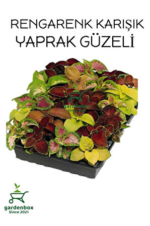 Yaprak Güzeli Çiçeği 4 ADET Saksılı 10-20Cm Kolyos