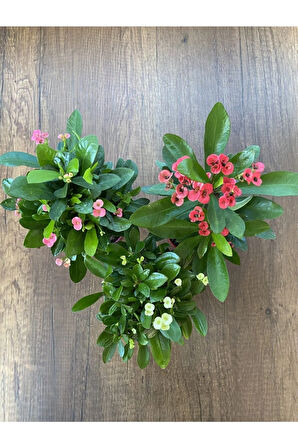 Euphorbia Milii - 3'lü Dikenler Tacı Set