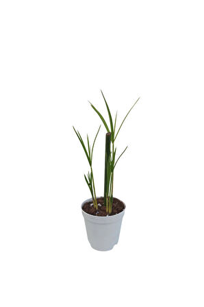 Thebestonline Mini Japon Şemsiyesi (5-10 CM)1 Adet Saksılı Salon Bitkisi