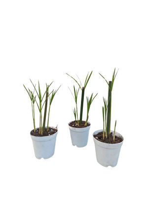 Thebestonline Mini Japon Şemsiyesi (5-10 CM)1 Adet Saksılı Salon Bitkisi