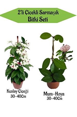 2'Li Set Kızılay Çiçeği+ Mum ( Hoya) Çiçeği