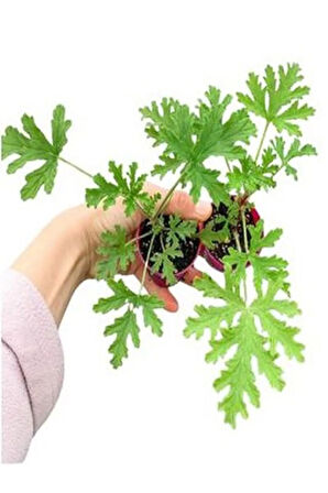 Mini Itır Bitkisi Mis Kokulu (5-10 Cm)1 Adet Saksılı