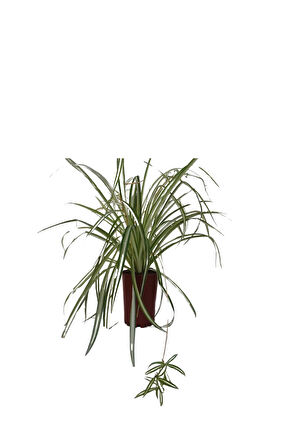 Kurdele Çiçeği (20-30 Cm)1 Adet Saksılı Dış/ İç Mekan Bitkisi