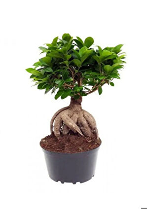Hediyelik Bonsai Bitkisi Sevgililer Gününe Özel BUZ ÇİÇEĞİ HEDİYELİ